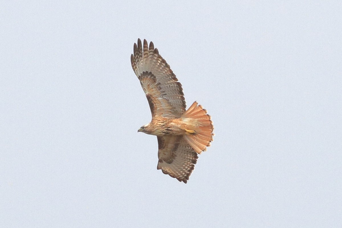Red-tailed Hawk - ML83253531