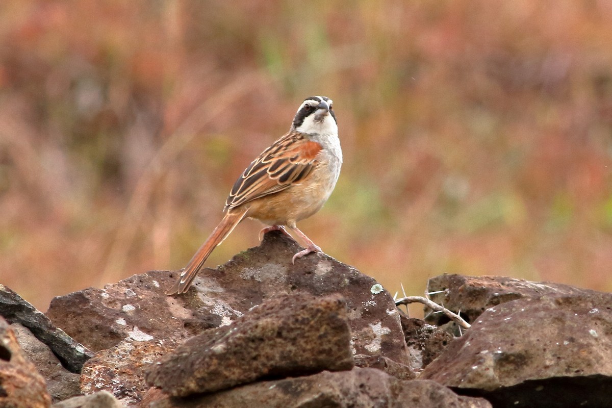 Stripe-headed Sparrow - ML83254791