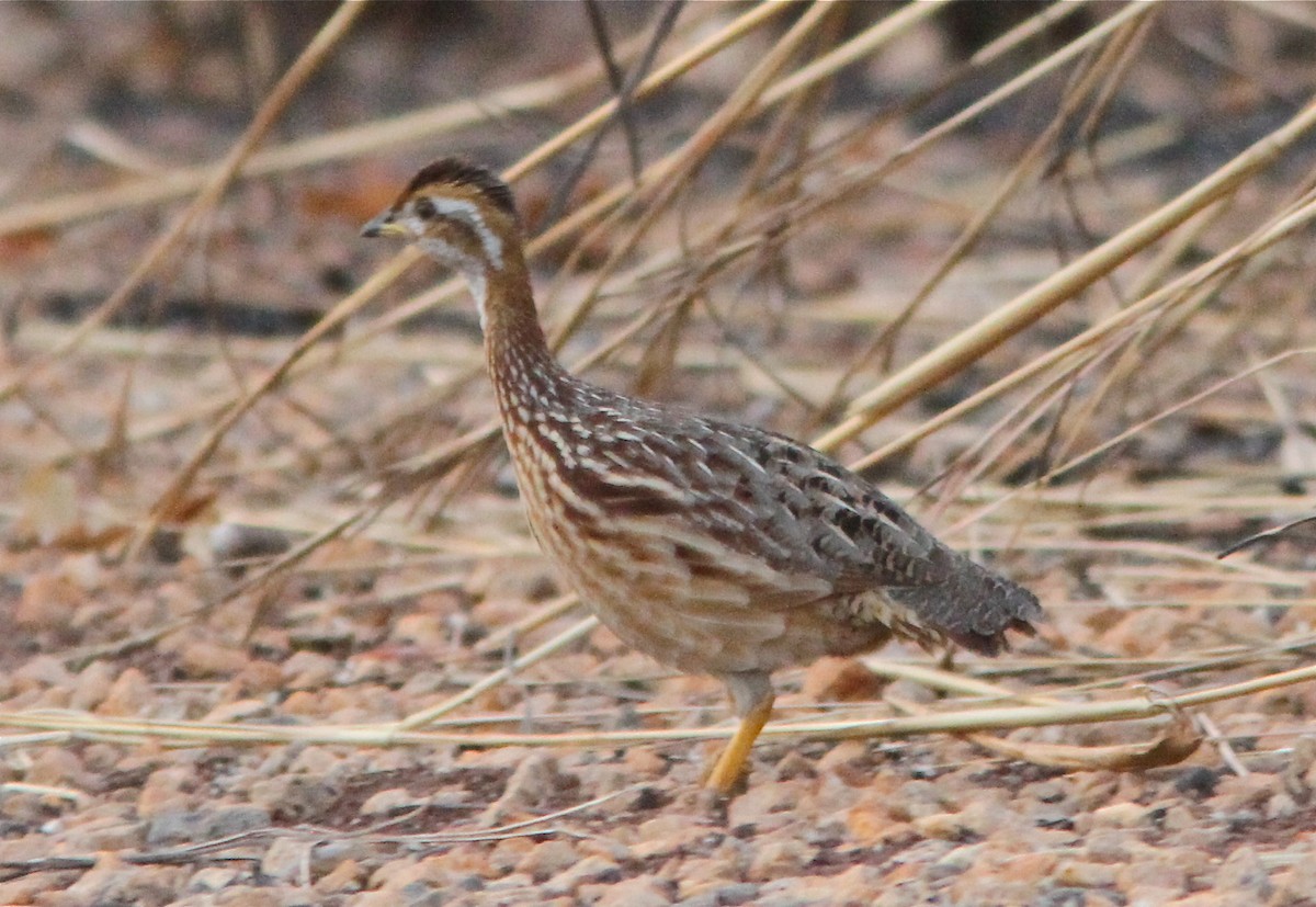 White-throated Francolin - Don Roberson