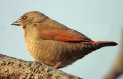 Red-winged Pytilia - ML83256711