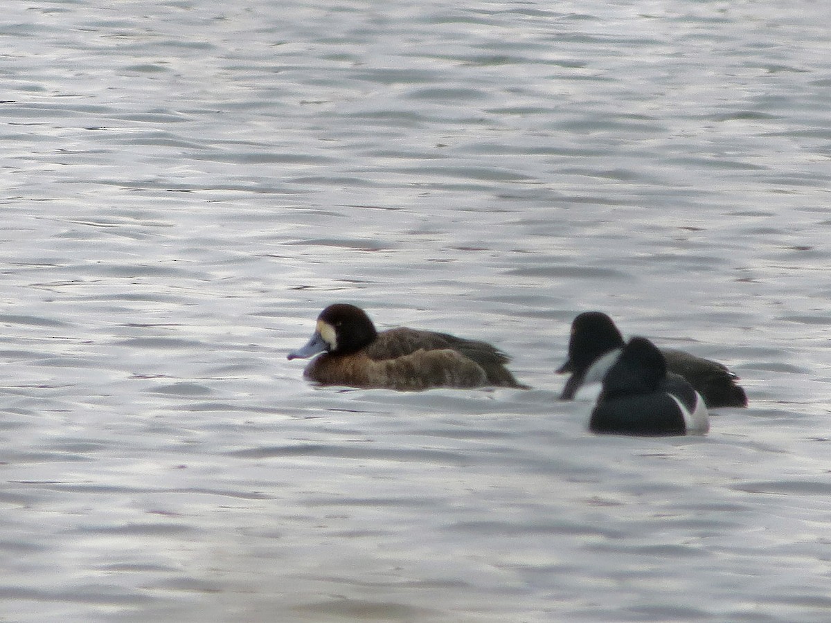 Greater Scaup - ML83262131