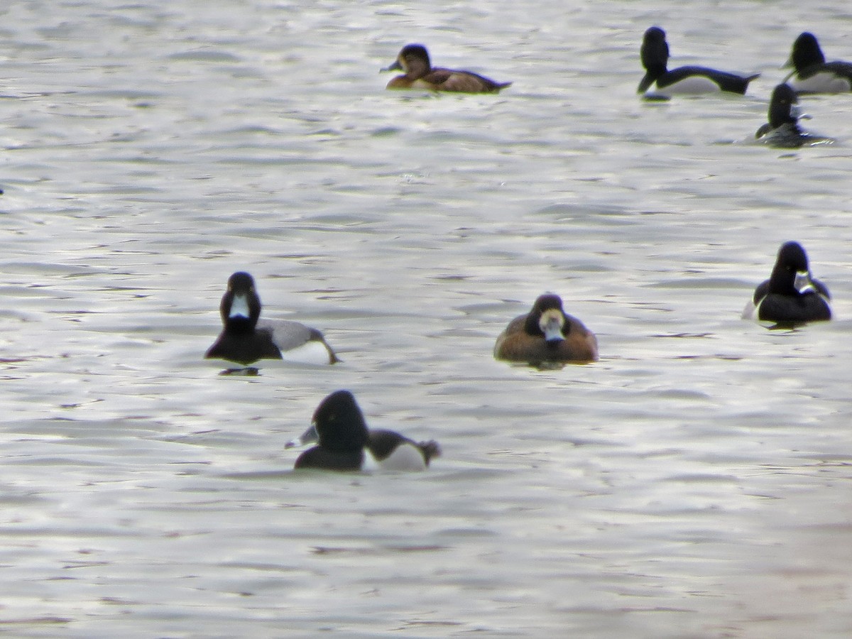Greater Scaup - Brian Henderson