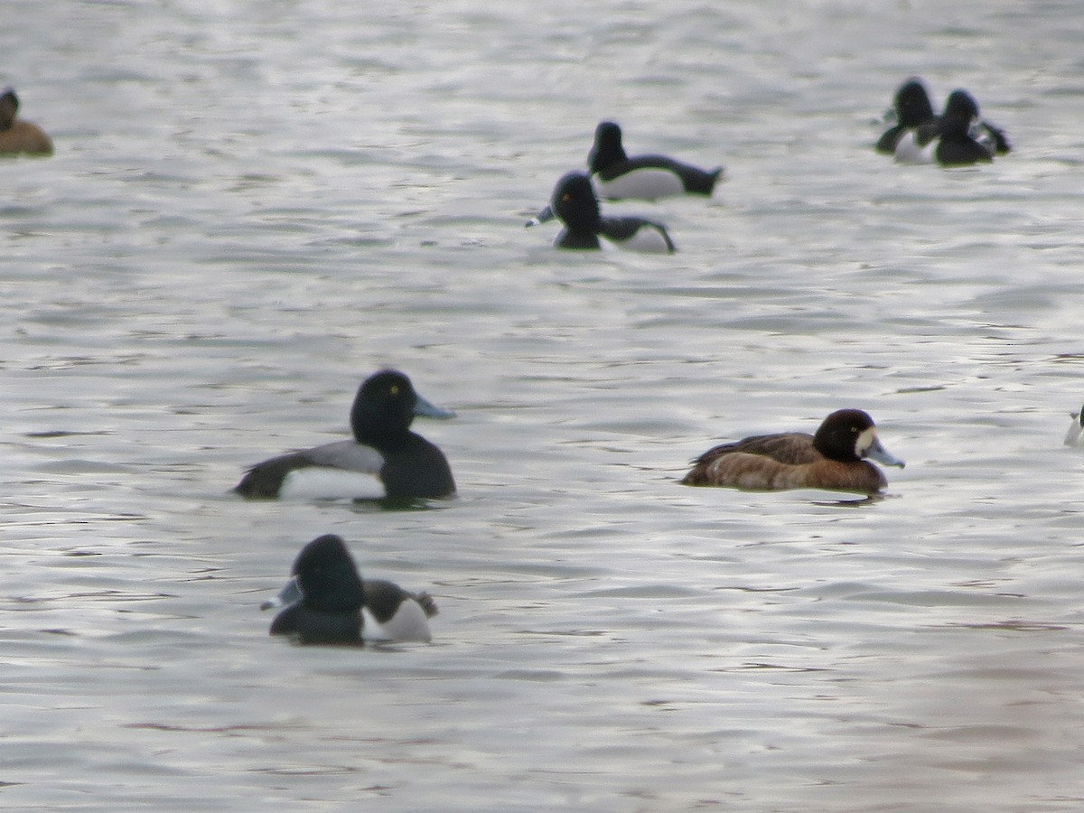Greater Scaup - ML83262151
