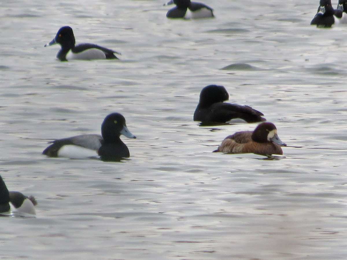 Greater Scaup - ML83262161
