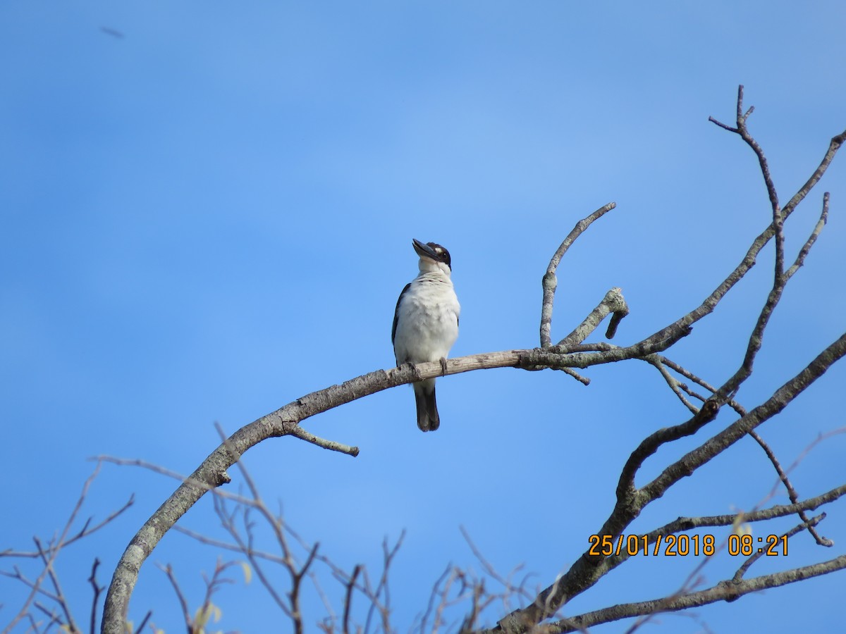 Torresian Kingfisher - Norton Gill