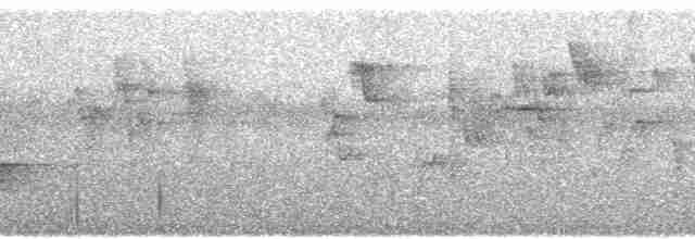 svartbuskvarsler (fuelleborni) - ML83263
