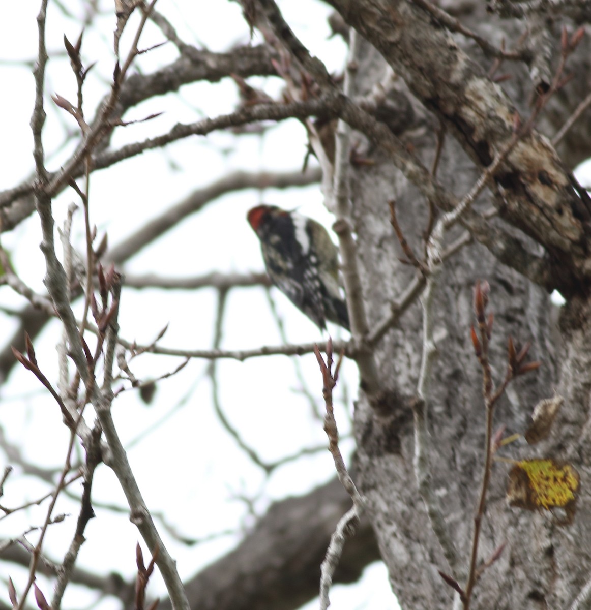 Red-naped Sapsucker - Anonymous