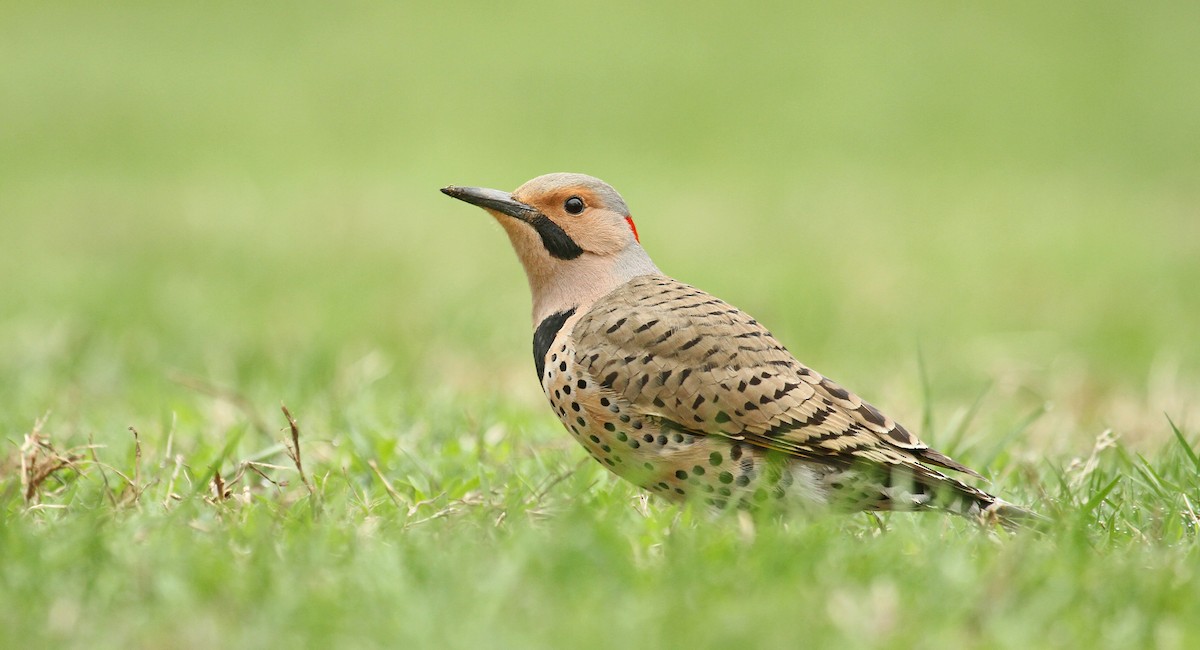 Northern Flicker (Yellow-shafted) - ML83265371