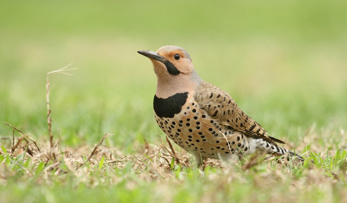 Northern Flicker (Yellow-shafted) - ML83265381