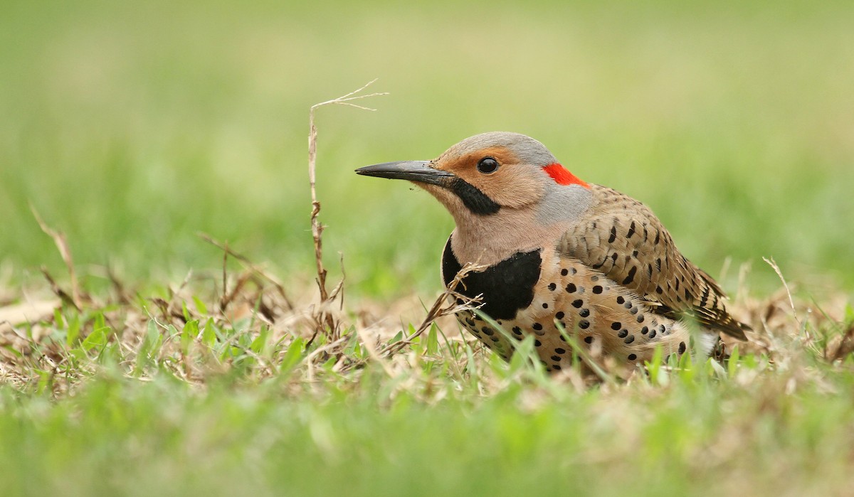 Northern Flicker (Yellow-shafted) - ML83265481