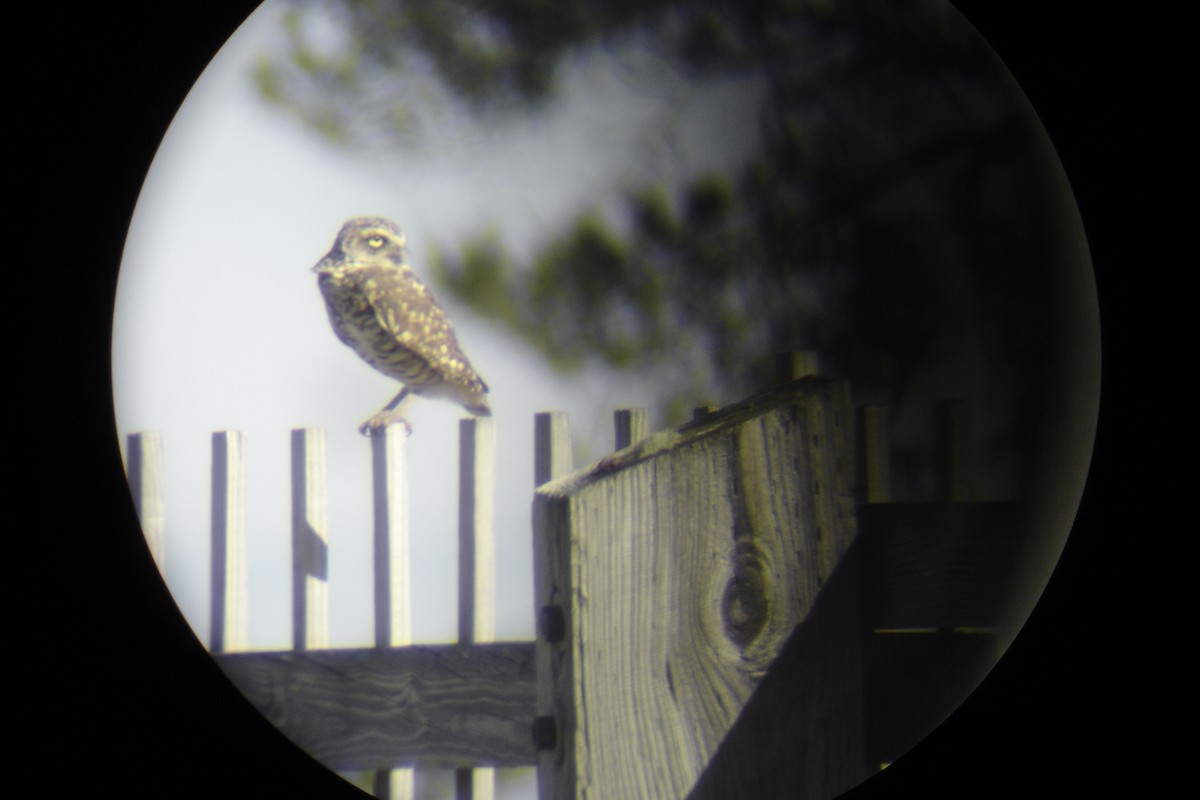 Burrowing Owl - Barry Southard