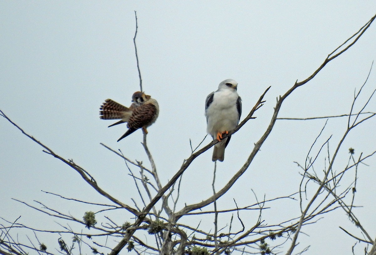 White-tailed Kite - ML83266781