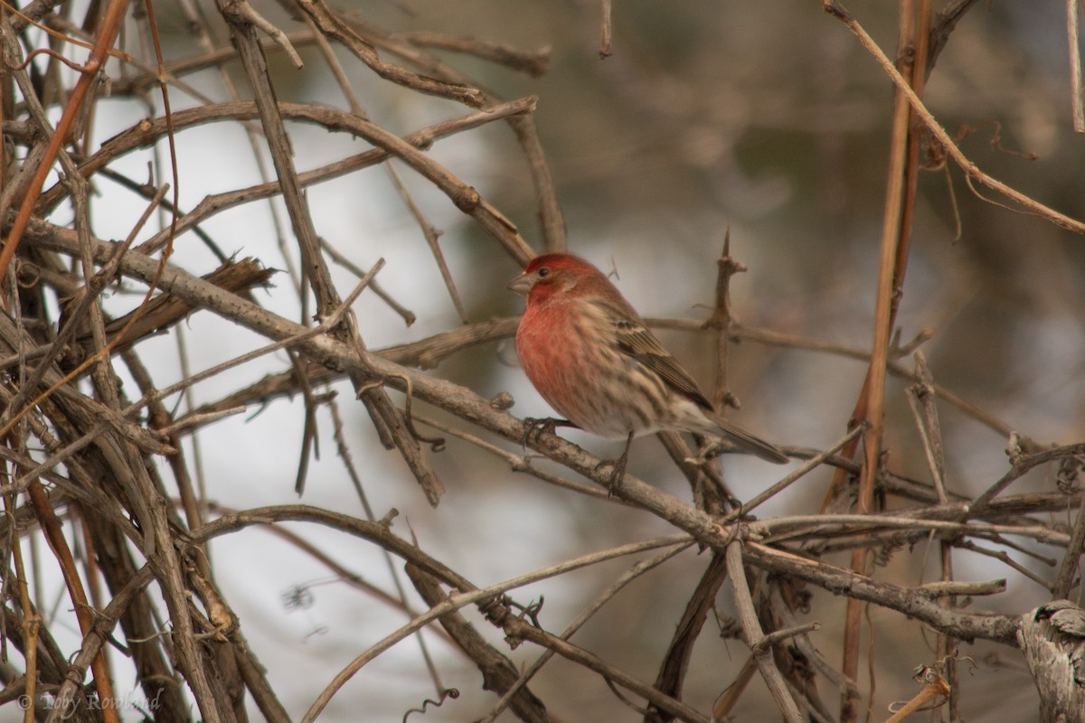 House Finch - Toby Rowland