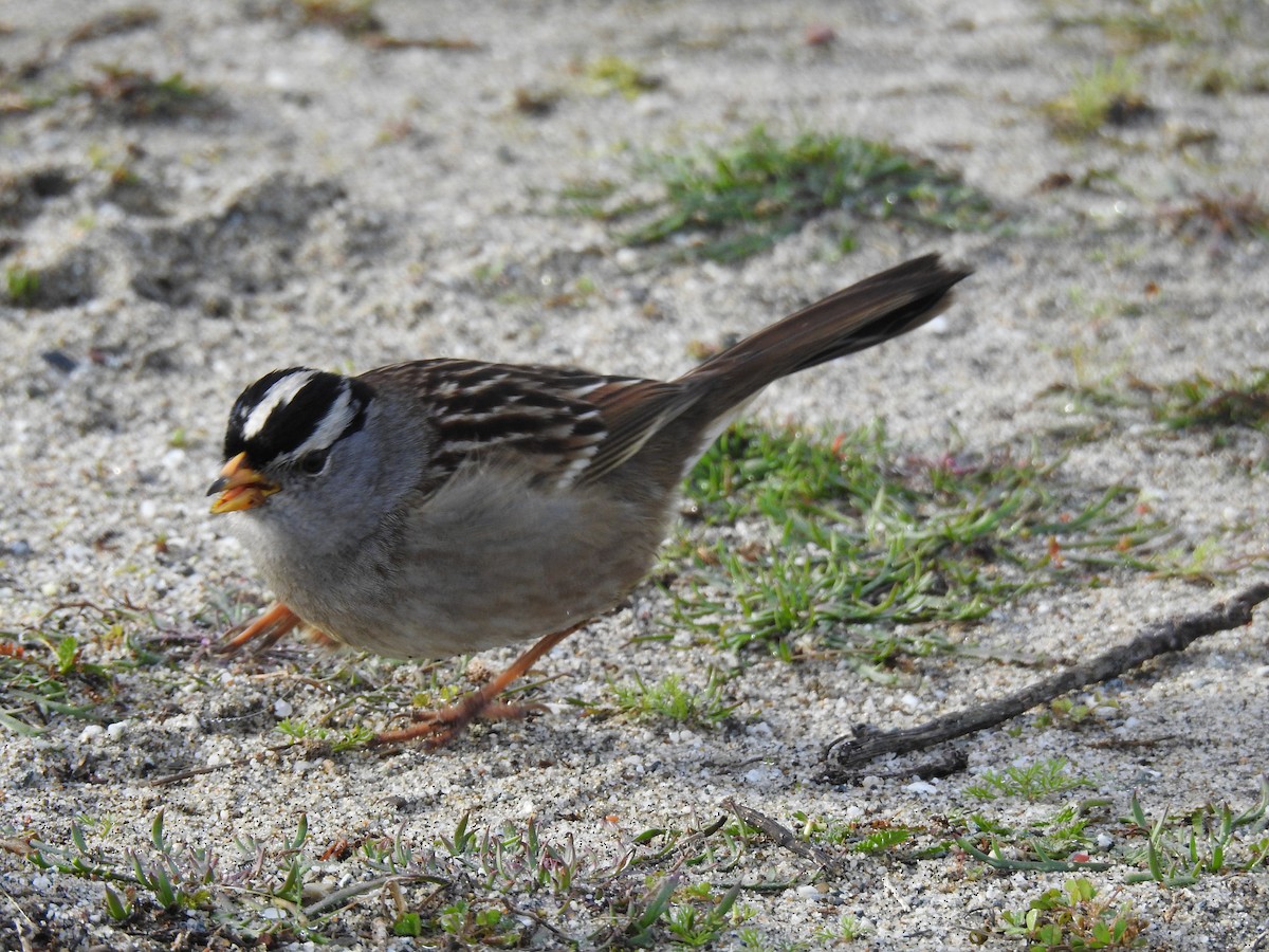 White-crowned Sparrow - ML83267361
