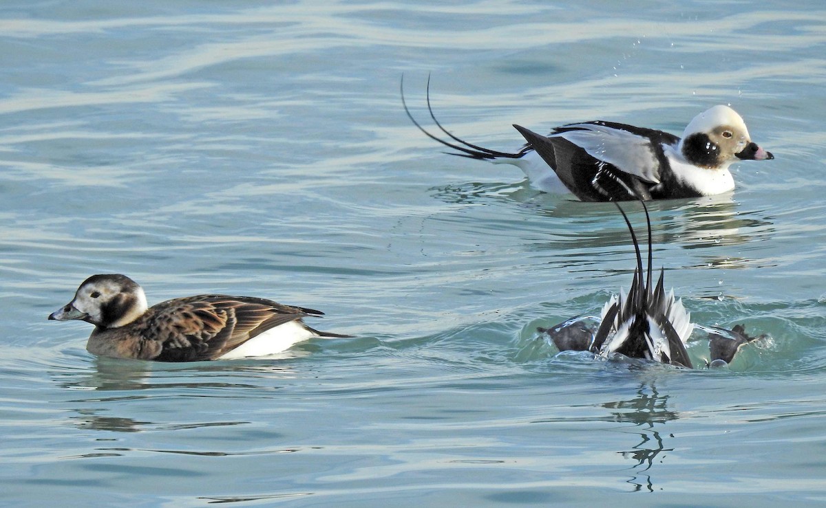 Long-tailed Duck - ML83268511
