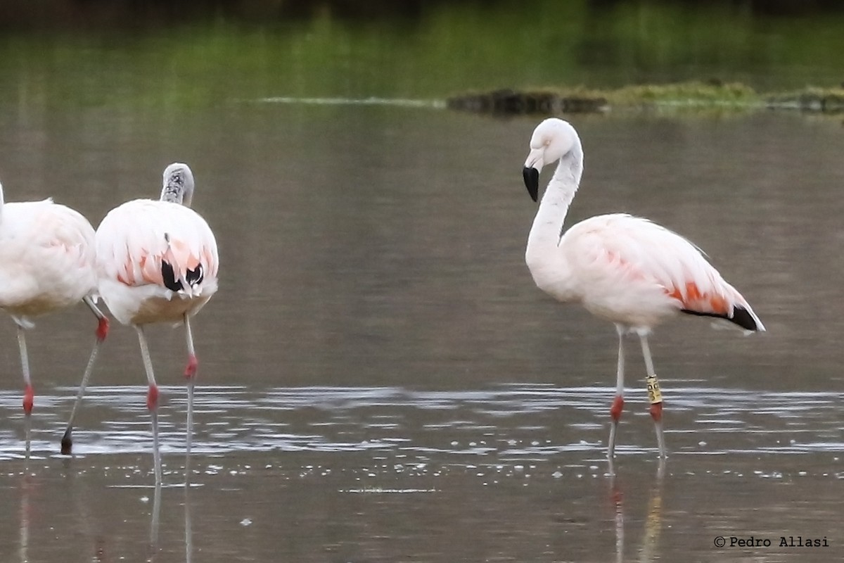 Chilean Flamingo - Pedro Allasi Condo - COAP - COLLAGUA BIRDER