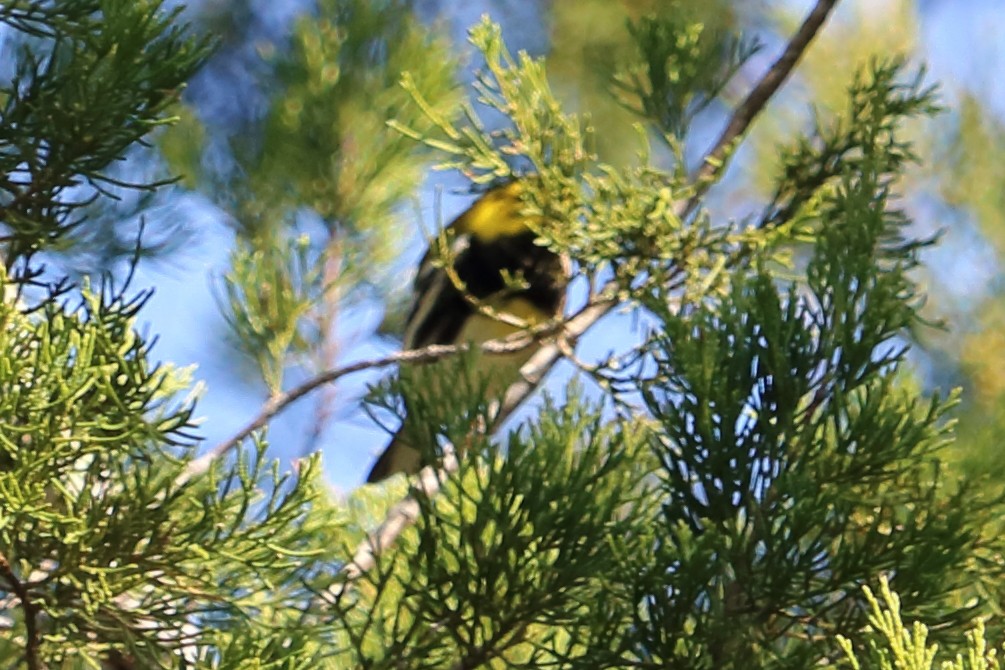 Black-throated Green Warbler - ML83270961