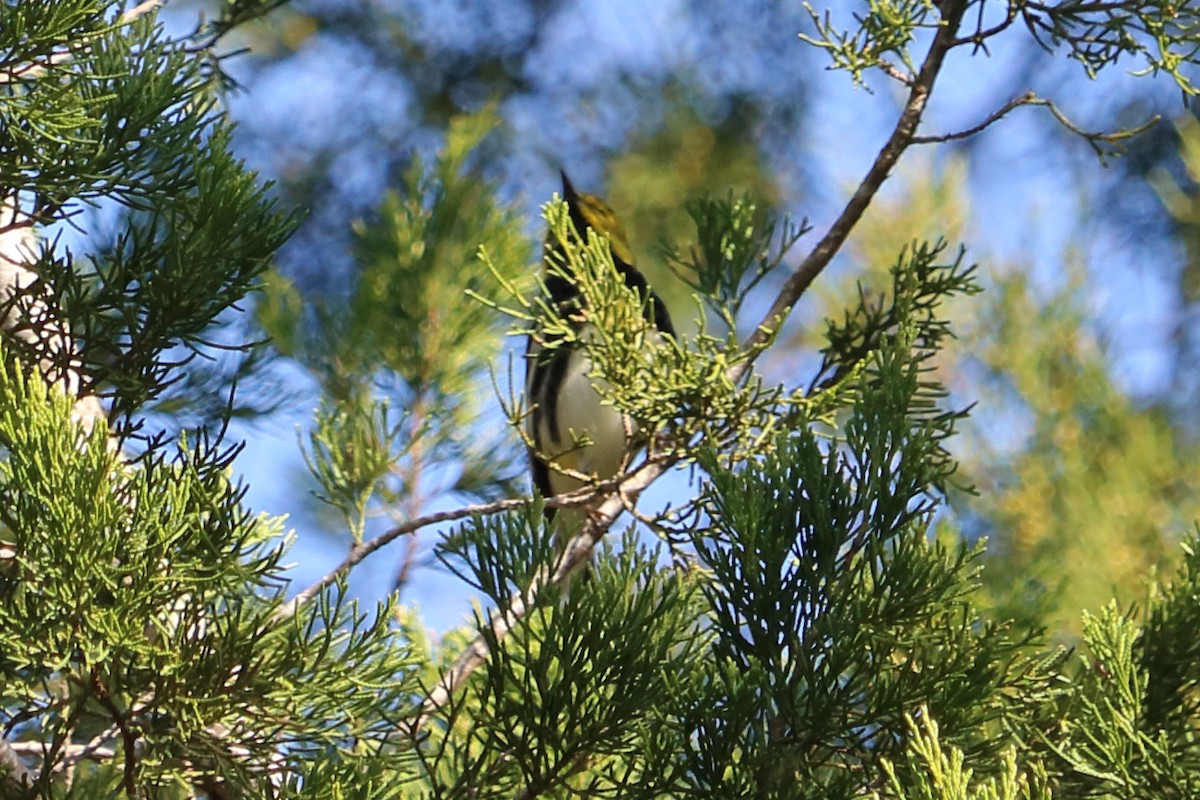 Black-throated Green Warbler - ML83271001