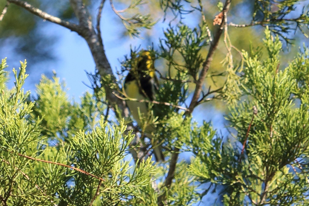 Black-throated Green Warbler - ML83271011