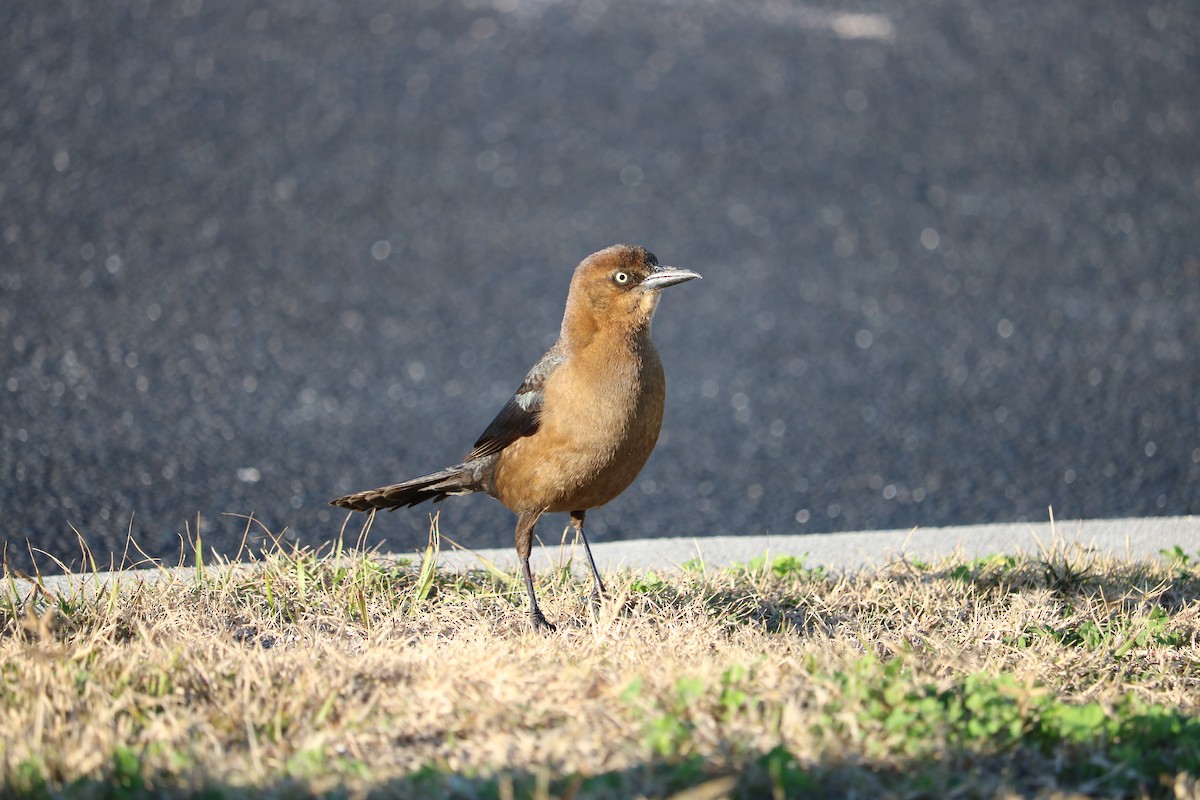 Boat-tailed Grackle - ML83271731