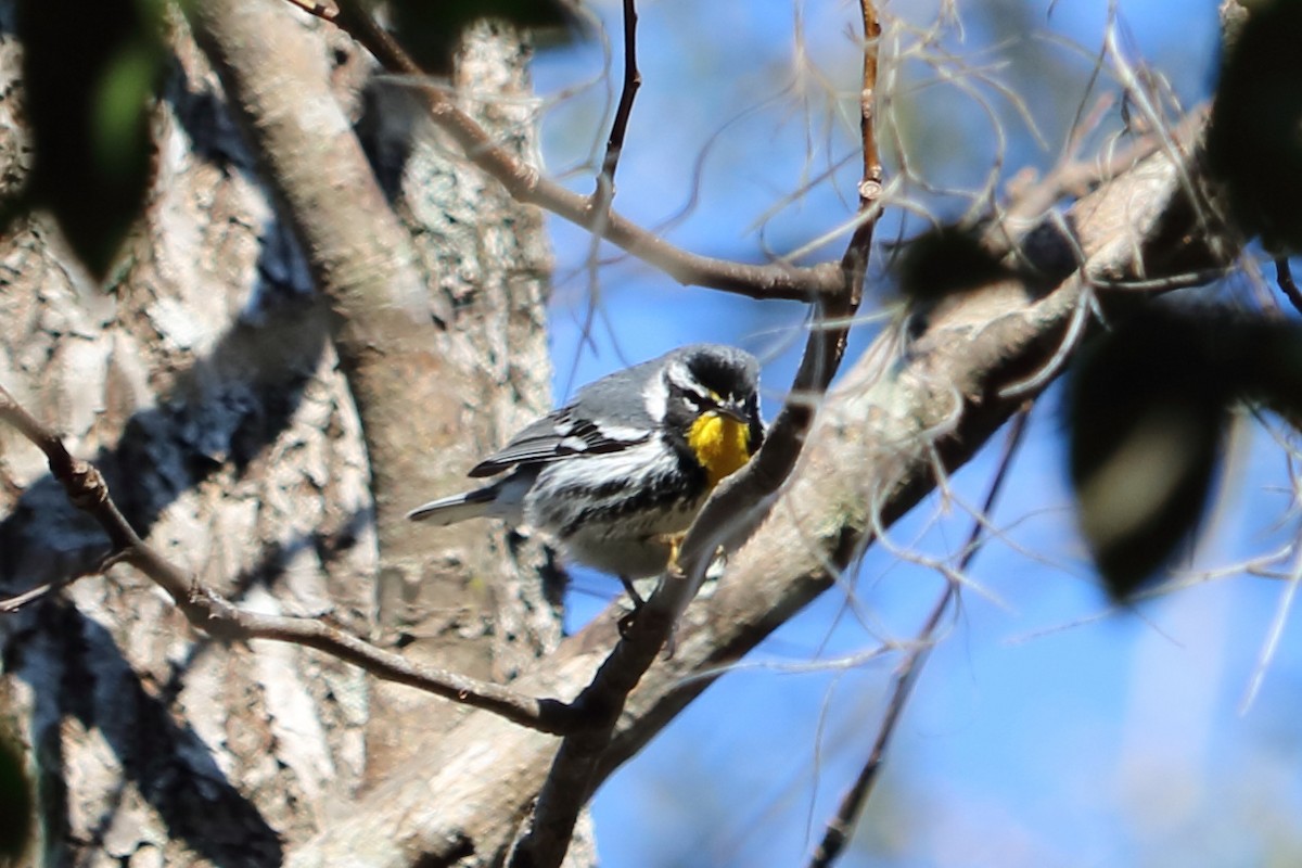 Yellow-throated Warbler - ML83272351