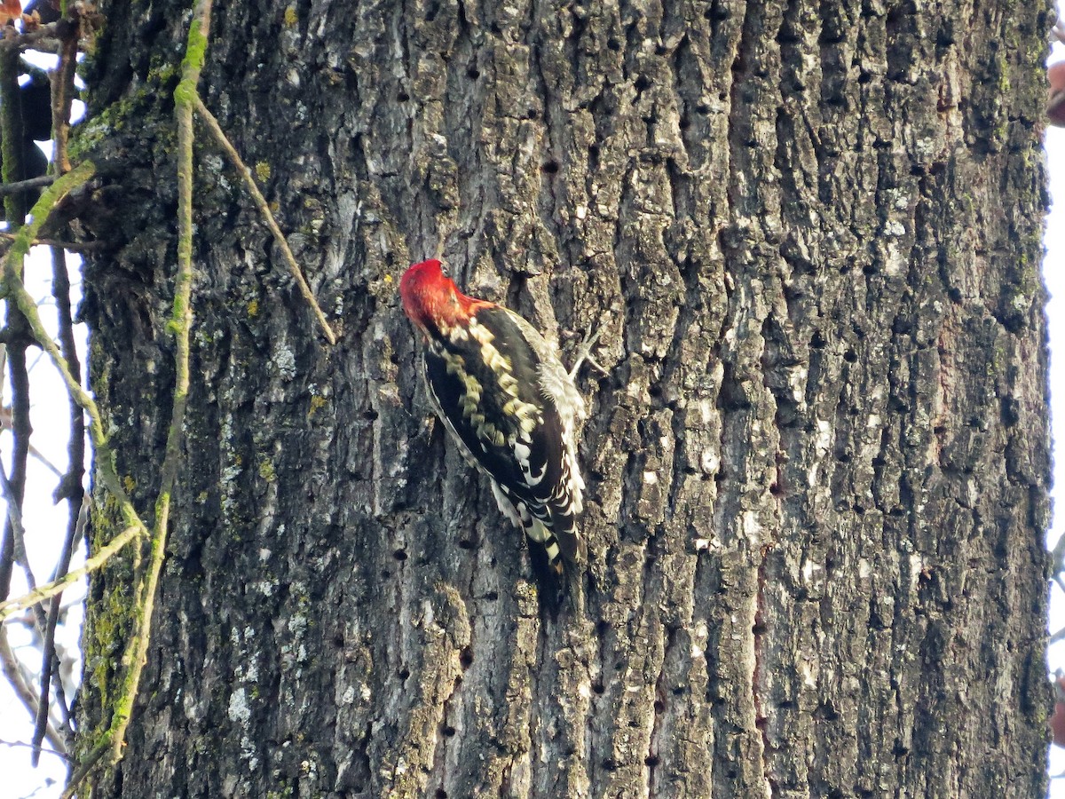 Red-breasted Sapsucker - ML83274501