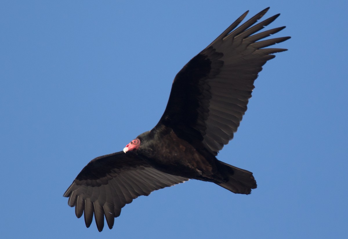 Turkey Vulture - Blake Matheson