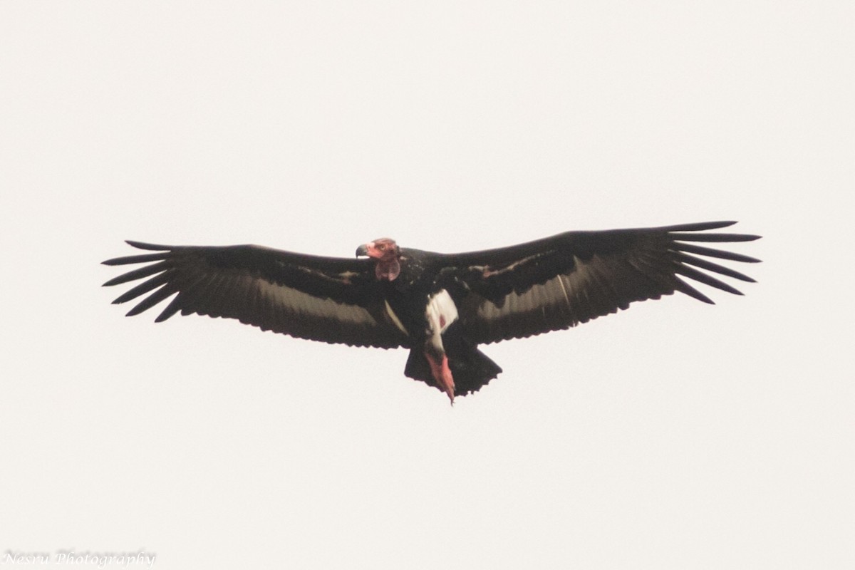 Red-headed Vulture - ML83275571