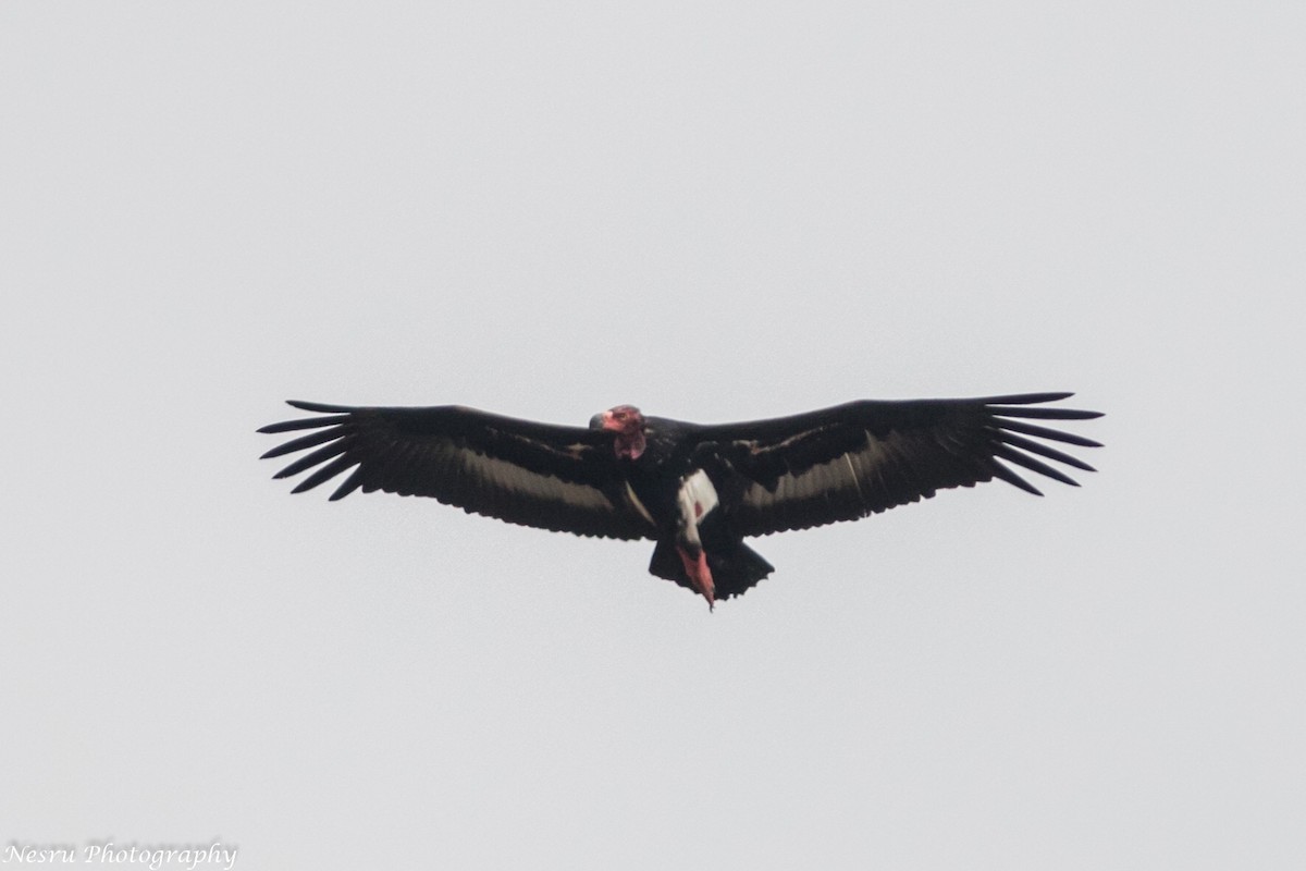Red-headed Vulture - ML83275581