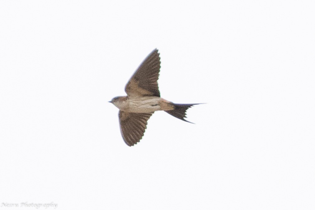 Red-rumped Swallow - ML83275891
