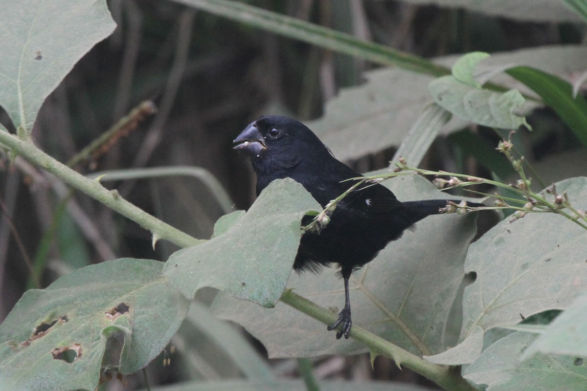 Thick-billed Seed-Finch - ML83276901
