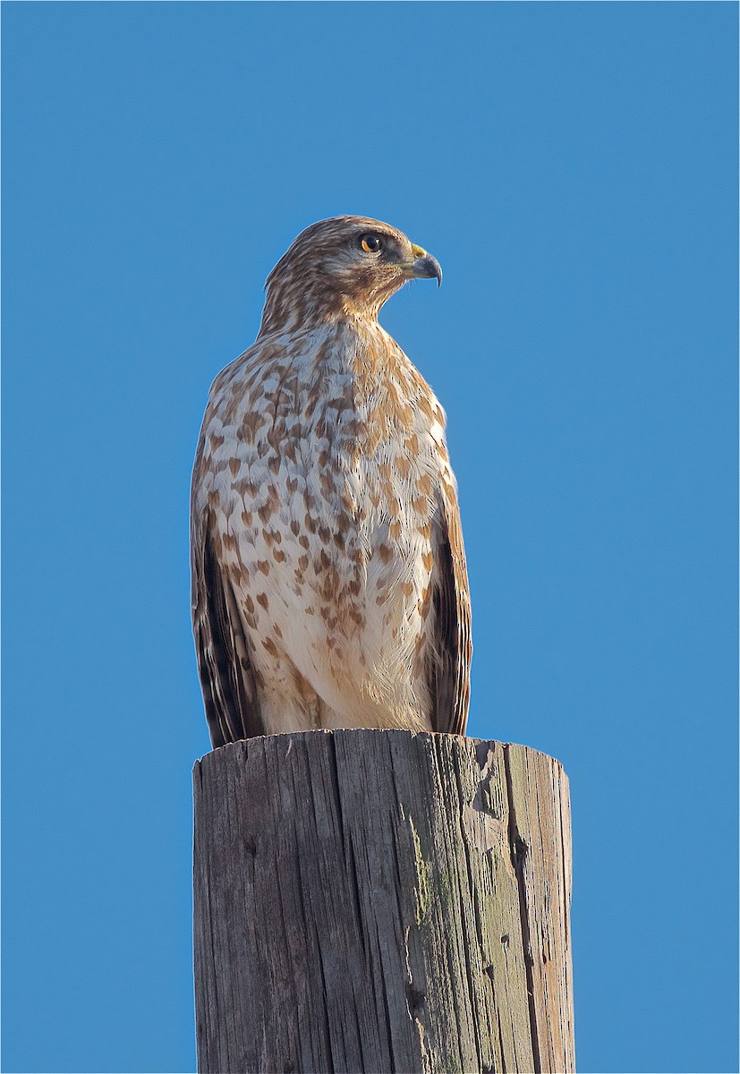 Red-shouldered Hawk - Harlan Stewart