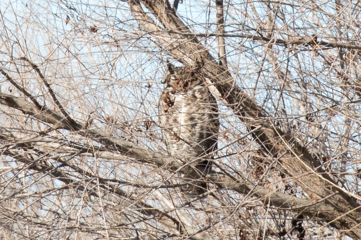 Great Horned Owl - ML83280171