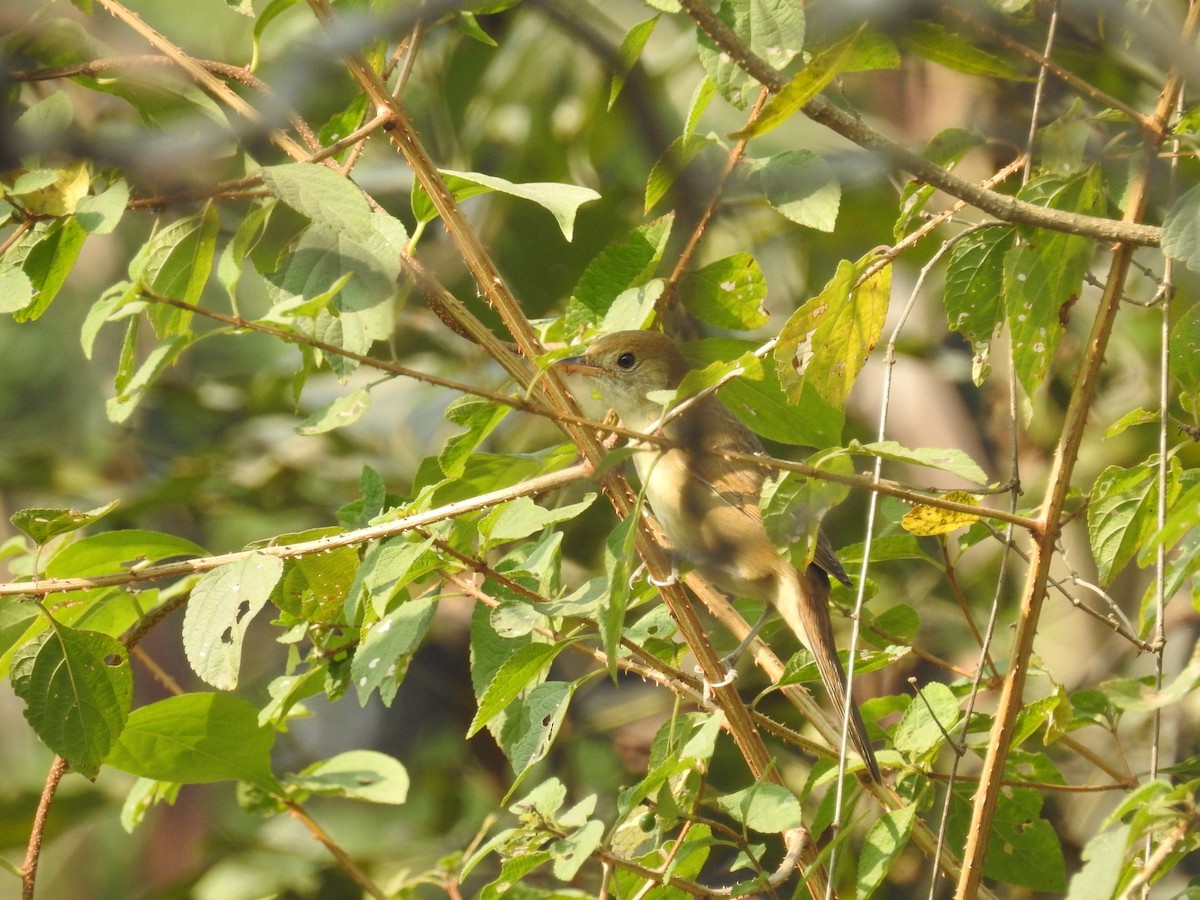Thick-billed Warbler - Ashwin Viswanathan