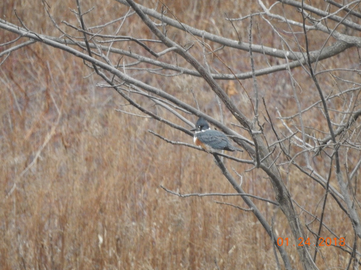 Belted Kingfisher - ML83280501