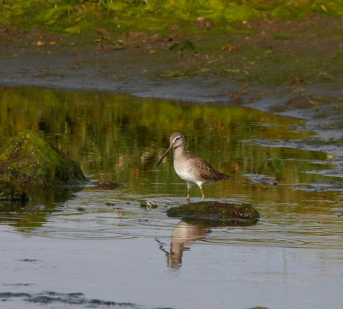 Long-billed Dowitcher - Sherman  Wing