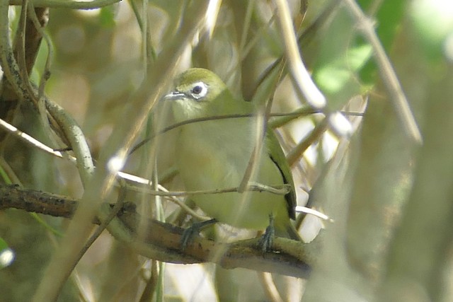 Possible first-year bird (subspecies&nbsp;<em class="SciName notranslate">saypani</em>). - Bridled White-eye - 