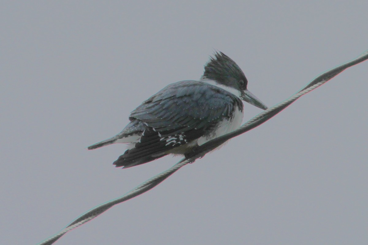 Belted Kingfisher - John F. Gatchet
