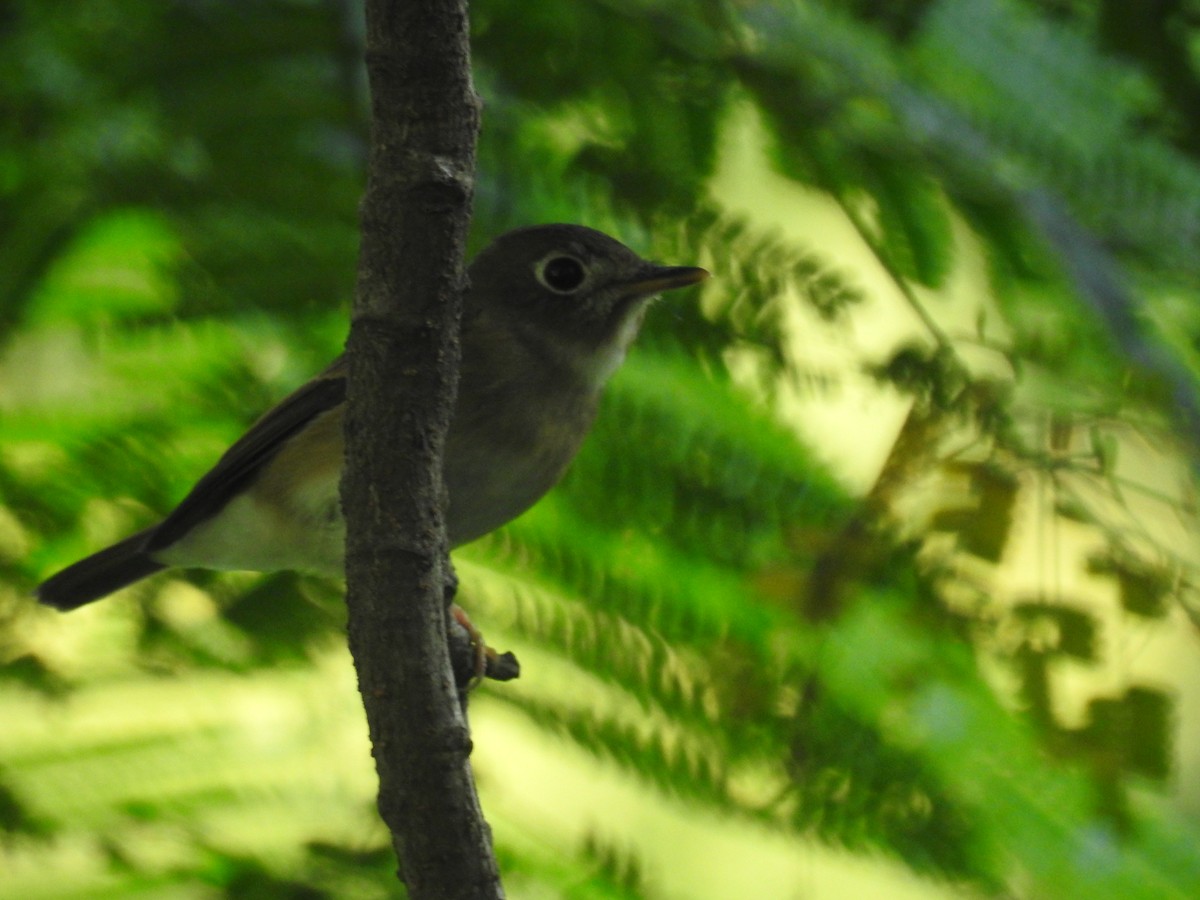 Brown-breasted Flycatcher - ML83281731
