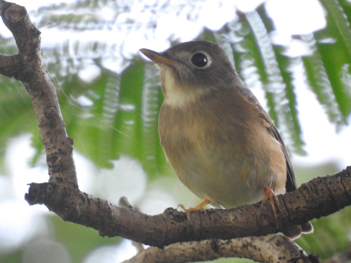 Brown-breasted Flycatcher - ML83281751