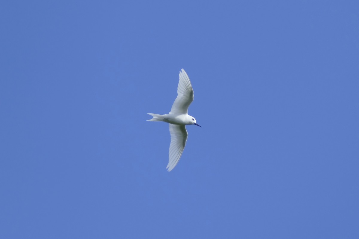 Крячок білий - ML83281971