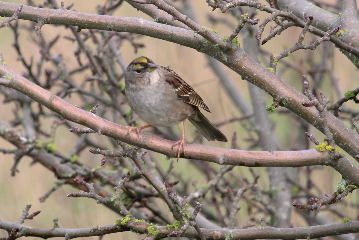 Golden-crowned Sparrow - ML83284211
