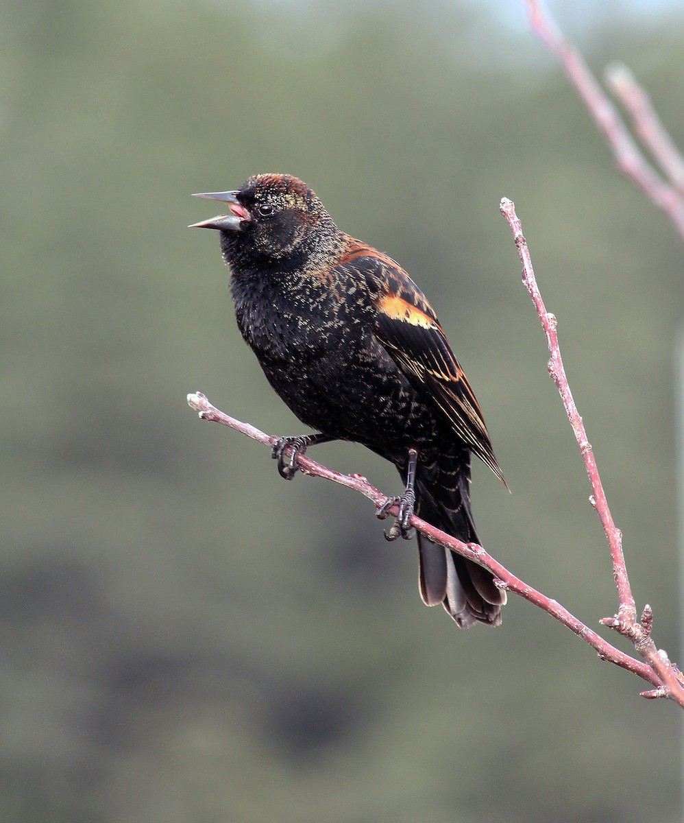 Red-winged Blackbird - Ann Nightingale