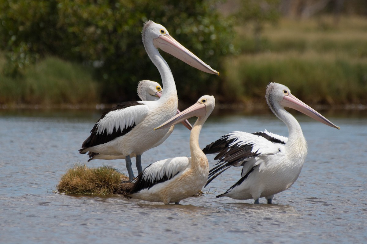 pelikán australský - ML83285561