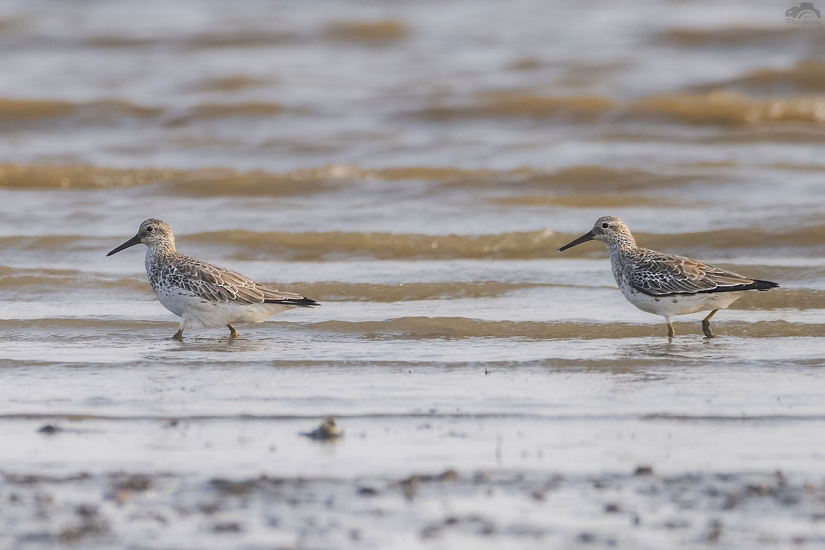 Great Knot - ML83285861