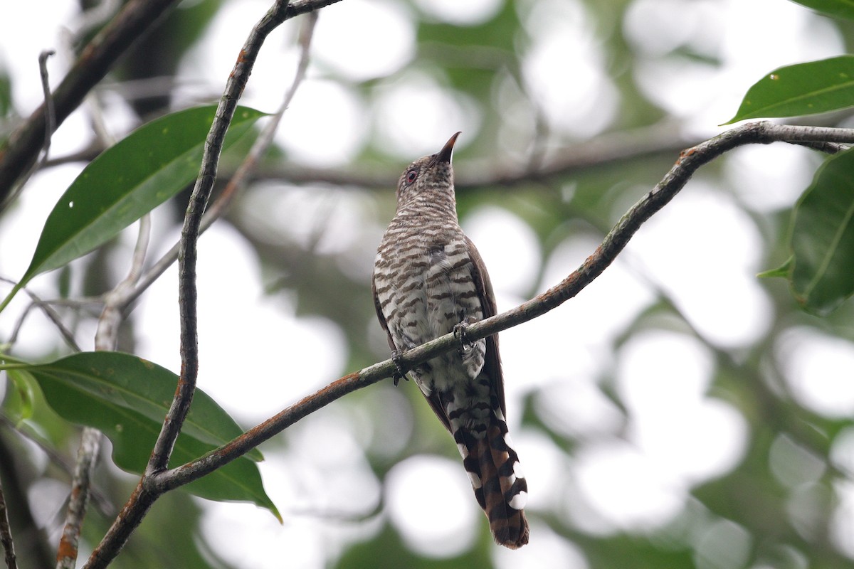 Little Bronze-Cuckoo - Kian Guan Tay