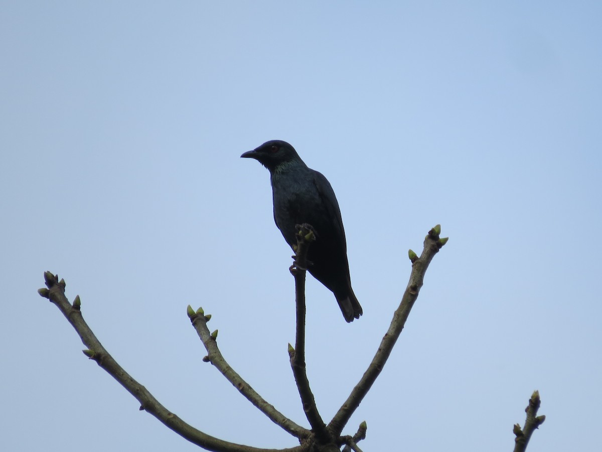 Short-tailed Starling - ML83286851