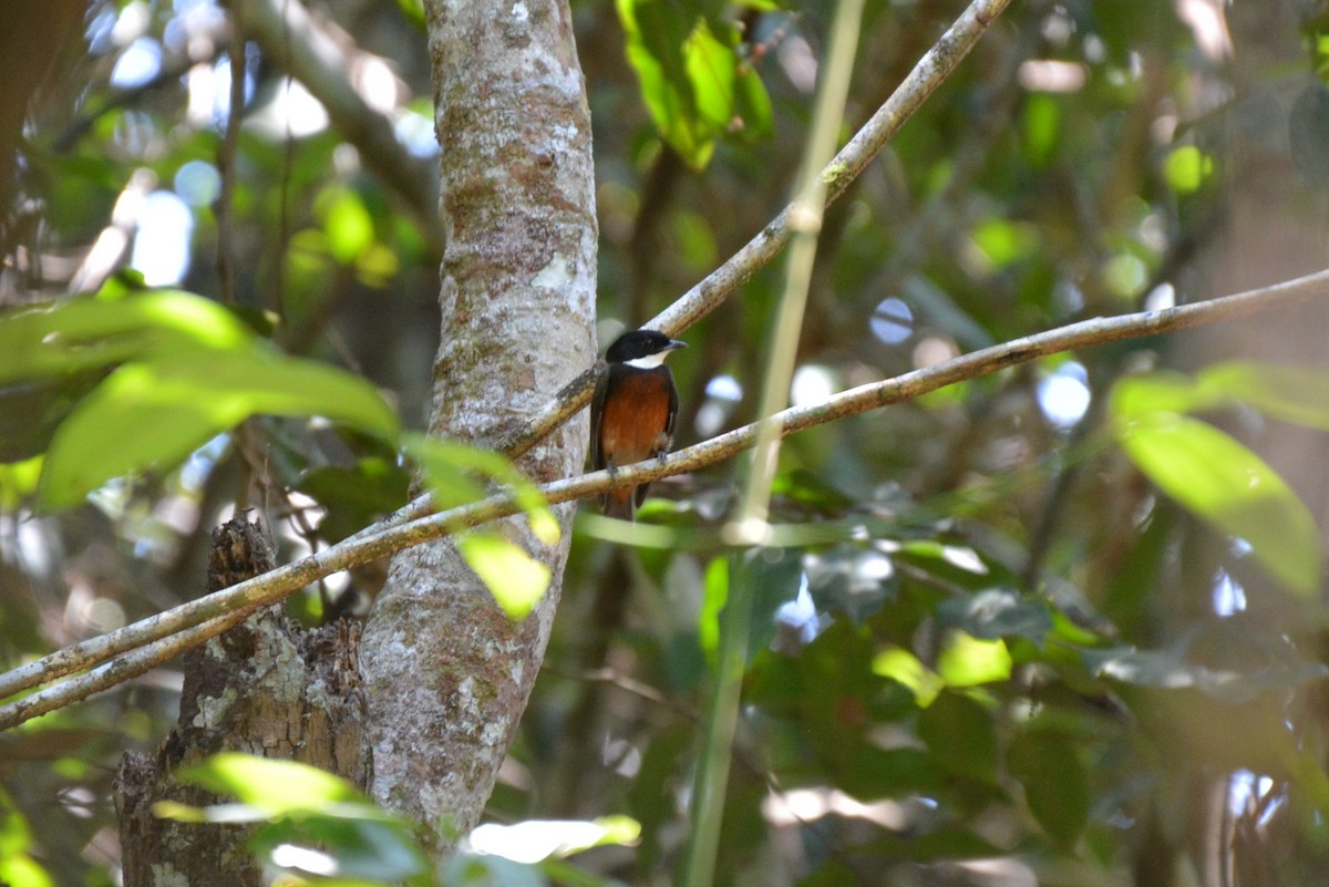 Flame-crowned Manakin - Henry Cook