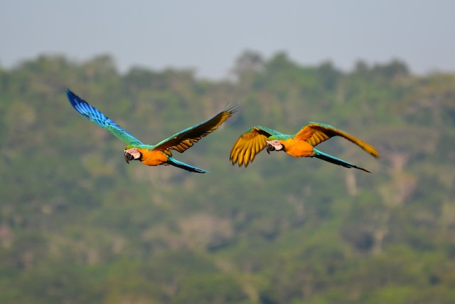 Kemry Macaw Parrot with Yellow and Blue Feathers on Canvas Photograph Ebern Designs Size: 8 H x 12 W x 1.25 D