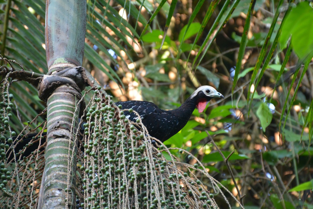 Red-throated Piping-Guan - Henry Cook